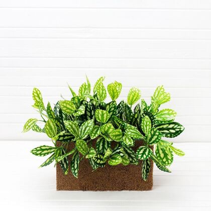 Пилея Кадье ампельная в кокосовом боксе, Ширина: 470, Высота: 280, Глубина: 270, Материал: Латекс, Артикул: ТД003post-test